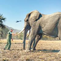 哈利夫婦關注到野生大象棲息地被破壞的問題。