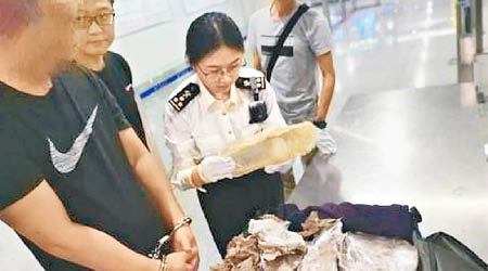海關人員從旅客行李箱內繳獲大批走私花膠。