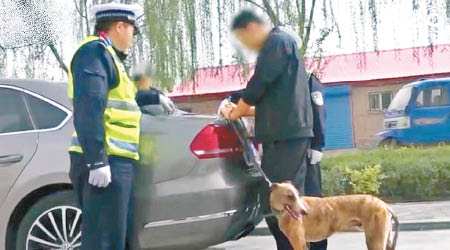 司機因駕車時把愛犬放在副駕駛座被罰。（互聯網圖片）