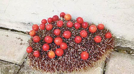 刺蝟背部扎着大批新鮮果實。