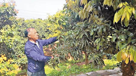 劉遠昌指荔枝收成大跌。（互聯網圖片）