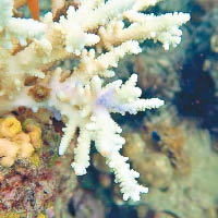 該區海水溫度上升，珊瑚出現白化現象。（電視畫面）