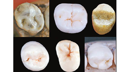 研究藉電腦模擬分析古人牙齒（圖）以了解人類進化。