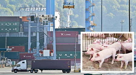 美國近日對中國貨品開徵關稅。中方大手取消美國豬肉訂單（小圖）。