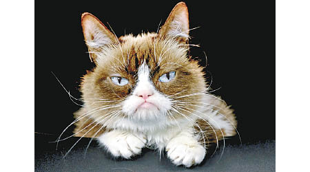 「暴躁貓」（Grumpy Cat）