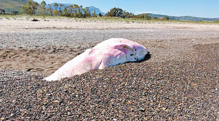 抹香鯨的屍身在海灘上被發現。（互聯網圖片）