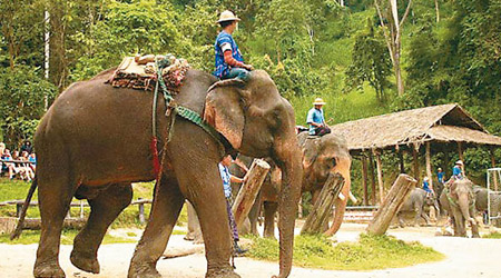 不少遊客愛到泰國騎大象。（互聯網圖片）