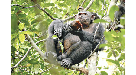 科學家初次發現有黑猩猩獵食烏龜。（美聯社圖片）