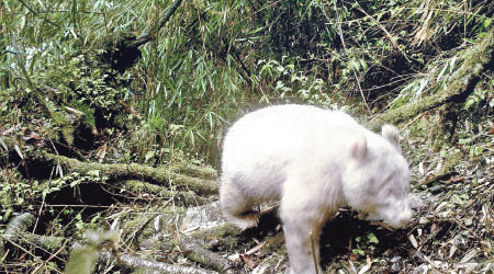 全球首次發現白色的野生大熊貓。（中新社圖片）