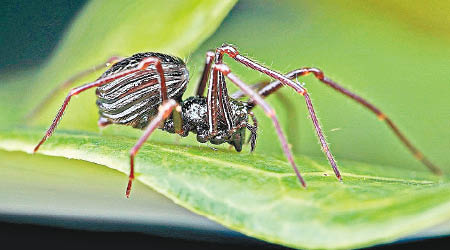 以武吉知馬自然保護區命名的六眼蜘蛛。