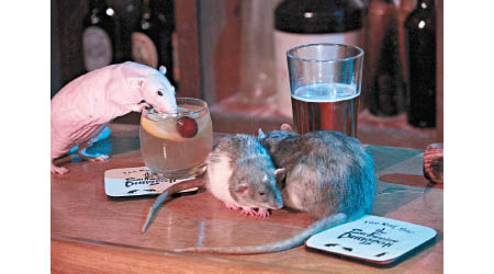 小老鼠在酒杯附近走來走去。