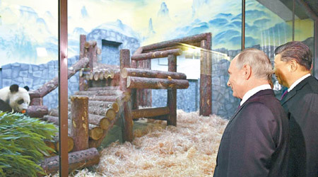 習近平（右）和普京一起參觀熊貓館。（美聯社圖片）