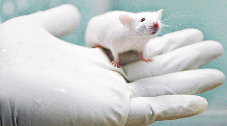 研究員在出現柏金遜病症狀的老鼠身上進行測試。