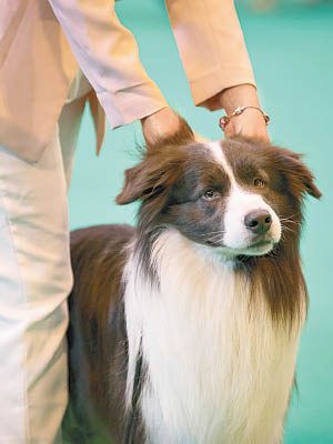 瑞典研究指出，狗主有壓力，狗隻亦有同感。