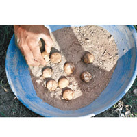 寺廟管理員收集池塘邊產下的龜蛋。