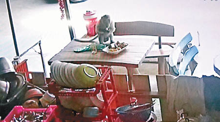 獼猴大膽坐在桌上開餐。