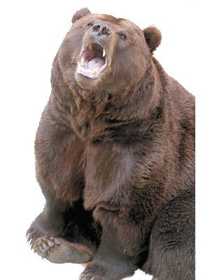 伊吉特幾乎被棕熊奪命。（資料圖片）