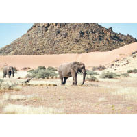 納米比亞擬出售多隻大象。（美聯社圖片）