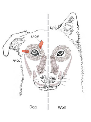 狗（左）的眉心部位發展出狼（右）所沒有的肌肉。