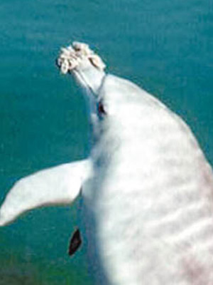 部分海豚喜把天然海綿套嘴上捕食。
