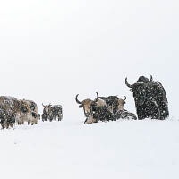 動物在雪地上覓食。（互聯網圖片）