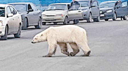 北極熊顯得瘦弱。（美聯社圖片）