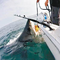 大白鯊與船上眾人相距極近。（互聯網圖片）