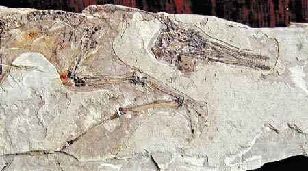 翼龍胚胎化石顯示其肢體發育成熟。