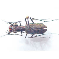 虎甲蟲