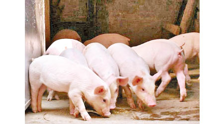 內地非洲豬瘟疫情未受控。（互聯網圖片）