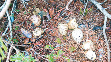 日本阿爾卑斯山出現雷鳥蛋。