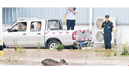 黑麂被沖入武夷山機場。