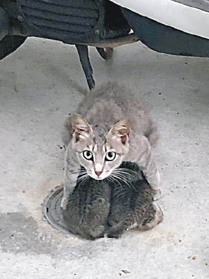 母貓身體保護兩隻小貓，免牠們被雨淋濕。