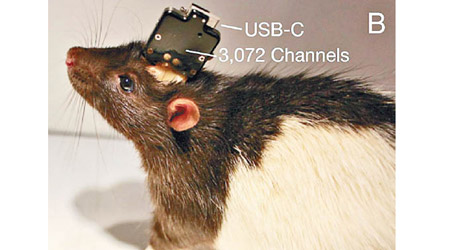 腦晶片實驗在老鼠身上取得成功。