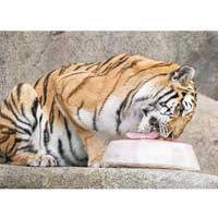 芝加哥動物園的老虎也要舔冰塊降溫。（美聯社圖片）