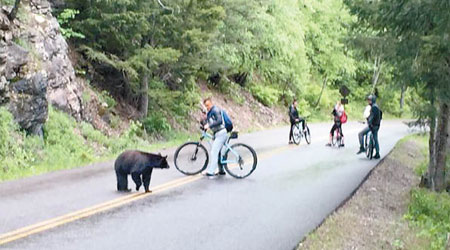 有黑熊越過高速公路並阻礙途人。