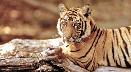 印度保育老虎工作見成效。