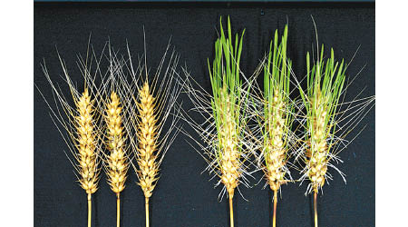 基因編輯技術研發出不易發芽的小麥。