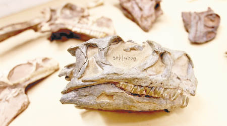 學者重新研究頭骨化石。