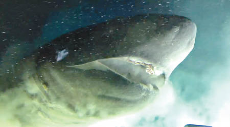 研究團隊遇上極巨型的鈍鼻六鰓鯊。