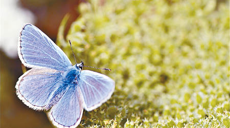 藍蝴蝶數目大增。