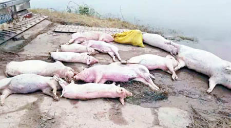 每天都有死豬被打撈上岸。（互聯網圖片）