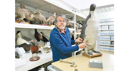 科學家以古代巨型企鵝骸骨的化石，與現代企鵝的模型作對比。（美聯社圖片）