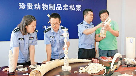 中國海關接連查獲由日本偷運入境的象牙。