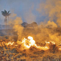火勢非常猛烈並波及農田。