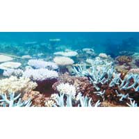大堡礁珊瑚白化情況嚴重。