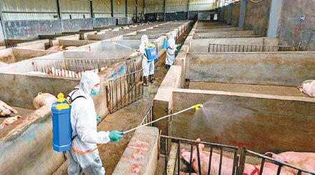 內地非洲豬瘟疫情持續未解。（互聯網圖片）