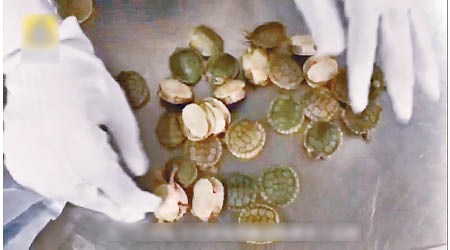羅湖海關查獲一批烏龜。（互聯網圖片）