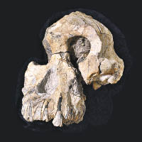 古猿頭骨的發現或改寫人類進化史。