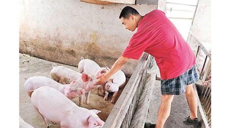 非洲豬瘟疫情令內地生豬供應緊張。